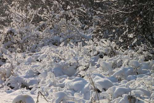 Branches Cold Forest Frozen Ice Shining Snow Sun