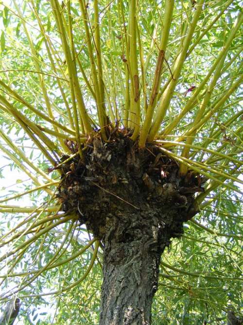 Branches Tree Trunk Weeping Willow Yellow Plants