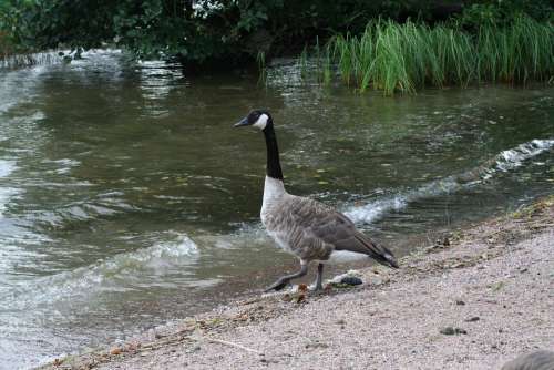 Branta Canadensis Bird Animal Water Nature