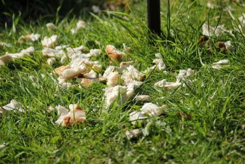 Bread Grass Garden Birds Feed Feeding Lawn