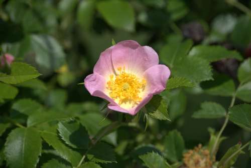 Brian Flower Plant Spring Flowers Nature Rose
