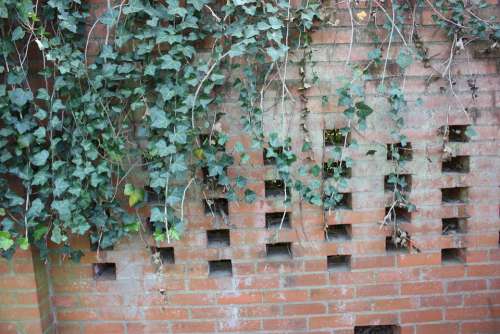 Brick Wall Ivy Bricks Outside Wall Climbing Plant