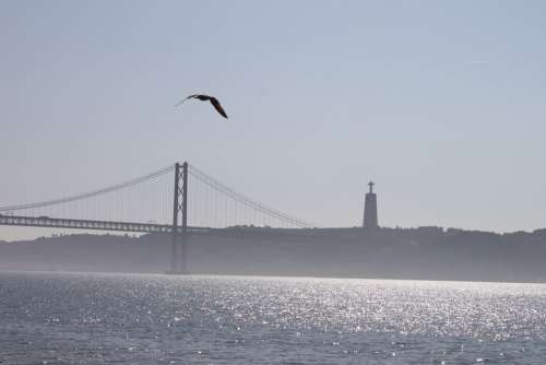 Bridge Lisbon Seagull Portugal