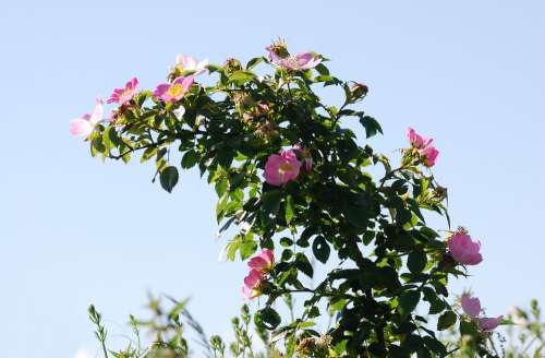 Brier Rose Dog Rose Wild Plant Hedgerow