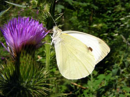 Brimstone Butterfly White Flower Mov Green Nature