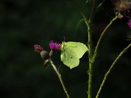 Brimstone Butterfly Butterfly Yellow Insect Flower