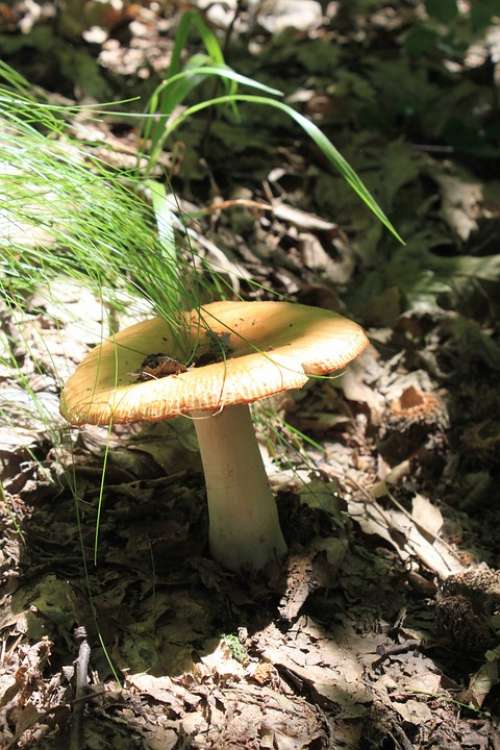 Brittlegill Foetens Inedible Poisonous Russula