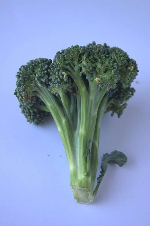 Broccoli Vegetables Healthy Food Diet Green