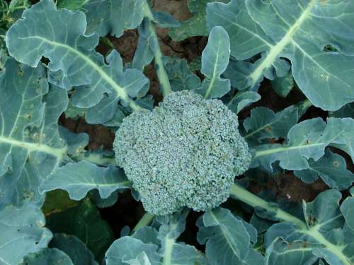 Broccoli Plant Green Food Organic Natural