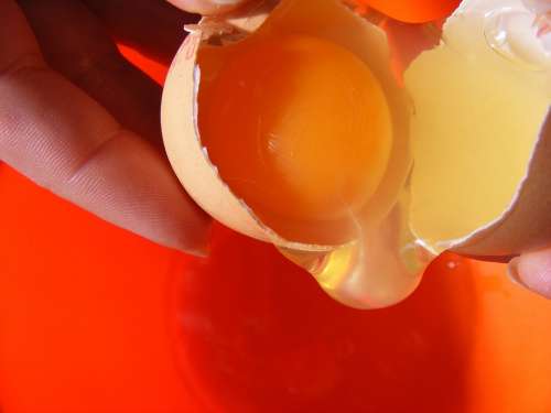 Broken Egg Eggs Inside Oocyte Yellow Yolk Food