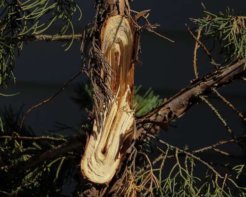 Broken Limb Snapped Branch Storm Damage Tree Shrub