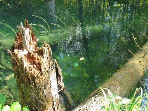 Broken Tree Water Konar Trunk A Tree In The Water