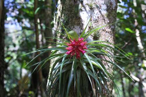 Bromelia Flower Orquidea