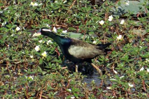 Bronze-Winged Jacana Metopidius Indicus Jacana Bird