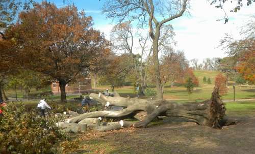 Brooklyn New York City Trees Men Working Cutting