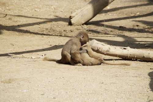 Brothers And Sisters Ape Baboons Babies