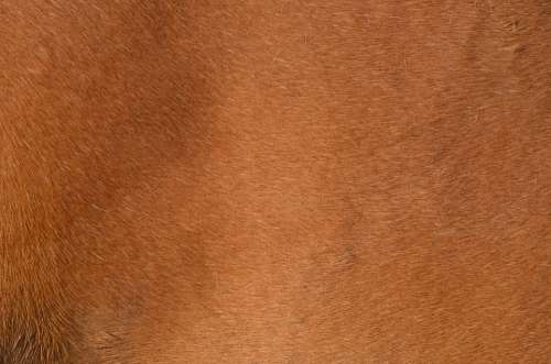 Brown Pony Fur Horse Animal Fur Wavy