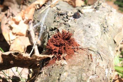 Brown Chocolate Fungi Fungus Hairs Pipe Sporing