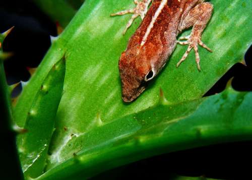 Brown Anole Anolis Sagrei Lizard Aloe Plant Brown