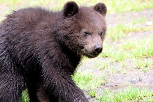 Brown Bear Ursus Arctos Kamchatka Bear Bear Bears