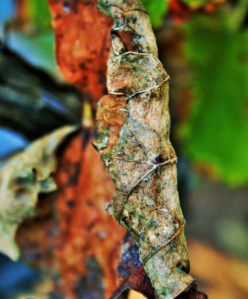 Brown Leaf Leaf Brown Dry Decaying Curled Veined