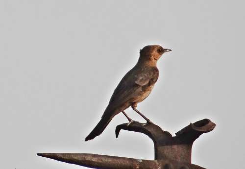 Brown Rock Chat Indian Chat Bird Cercomela Fusca
