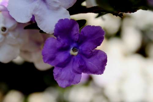 Brunfelsia Tri-Color Dark Purple Lavender White