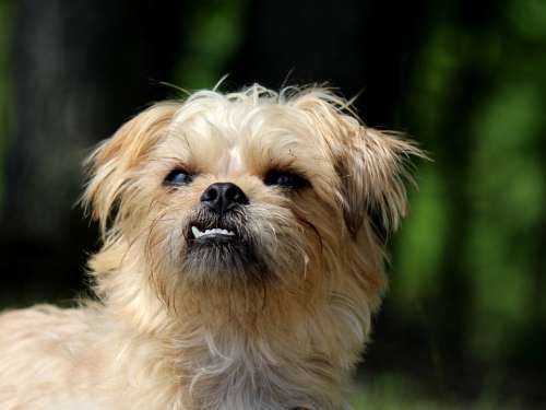 Brussels Griffon Dog Small Dog Terrier Cute Funny