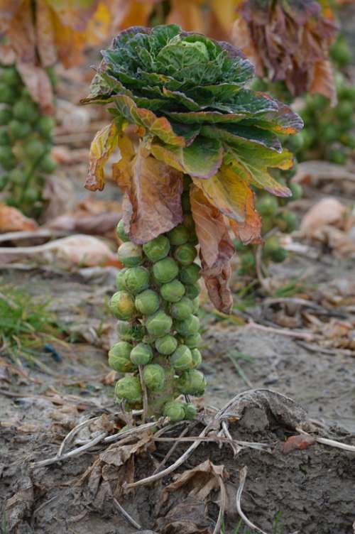 Brussels Sprouts Plant Sprouts Cabbage Nature