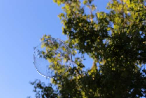 Bubble Bubbles Tree Sky Nature Leaves