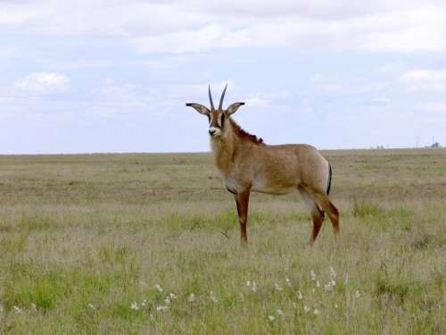 Buck Antelope Roan Antelope Africa South Africa