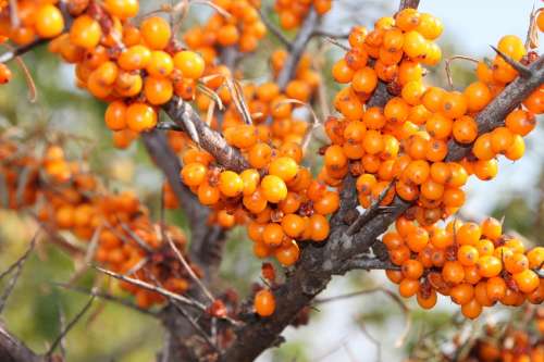 Buckthorn Fruits Healthy Sea Thistles Vitamins