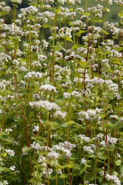 Buckwheat Close Up Blossom Bloom Cereals Summer