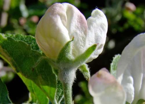 Bud Apple Blossom White Nature