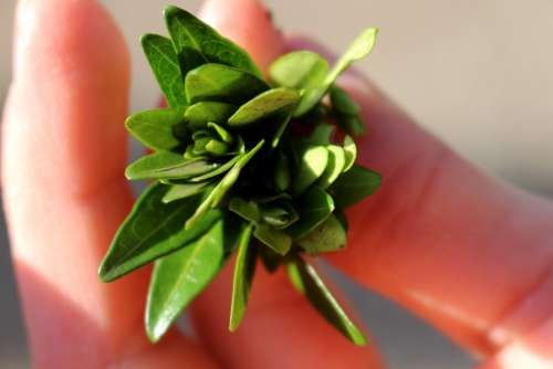 Bud Flower Finger Plant Macro Leaves Green Hell