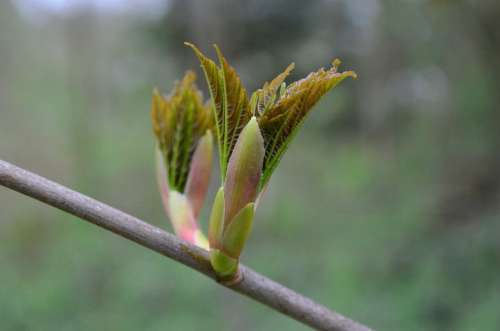 Bud Plant Chestnut Nature