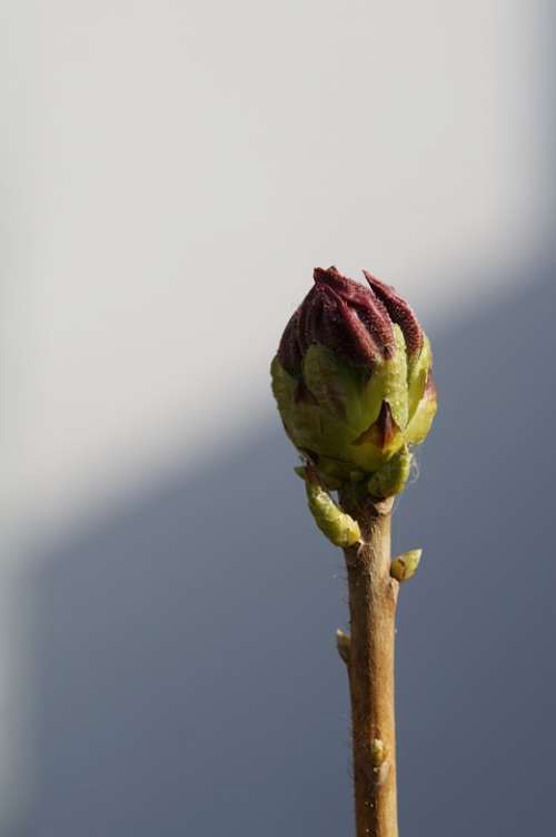 Bud Individually Engine Garden Nature Wait