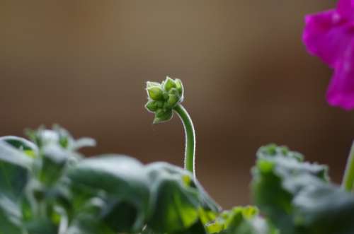 Bud Geranium Flora Spring Flower Gardening Growth