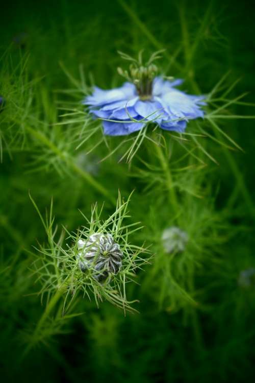 Bud Macro Flower Blue Garden