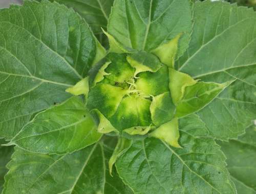 Bud Sunflower Green Plant Nature