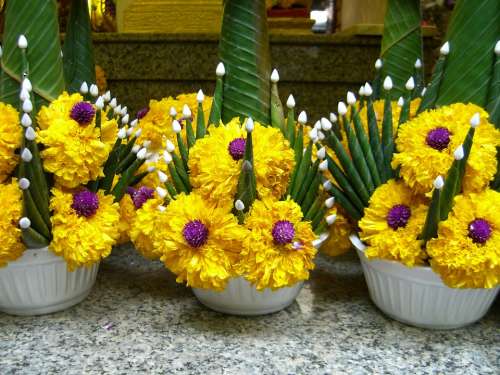 Buddhism Floral Arrangement Sacrifice Thailand