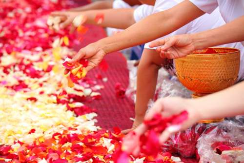 Buddhists Rose Petals People Thailand Ceremony