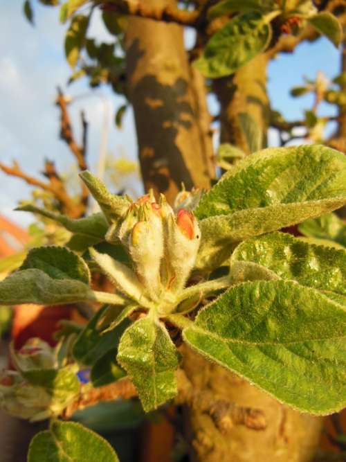 Budding Apple Buds Hairy Leaves Close-Up Macro