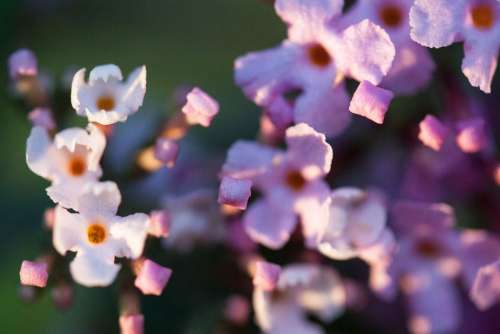 Buddleja Davidii Butterfly Bush Lilac Plant