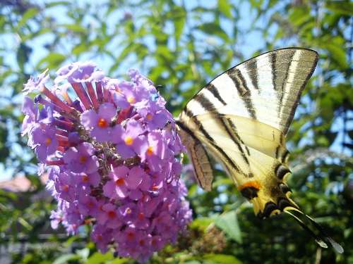 Buddleja Davidii Flower Butterfly Lilac Breasted