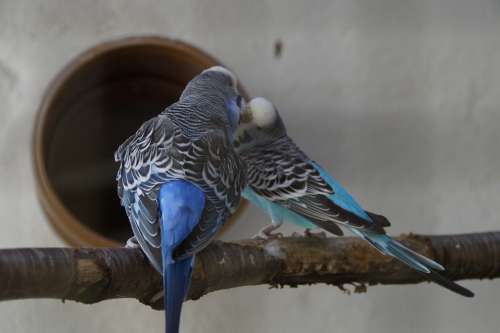 Budgerigars Parakeets Pets Animal World