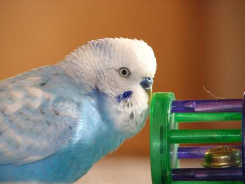 Budgie Bird Blue Plays Feather Bill Portrait