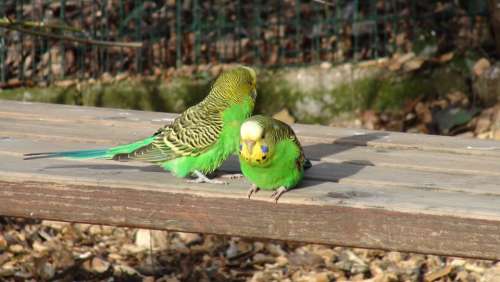 Budgie Bench Green Parrot Birds
