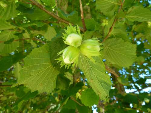 Buds Hazelnuts Leaves Green Nature
