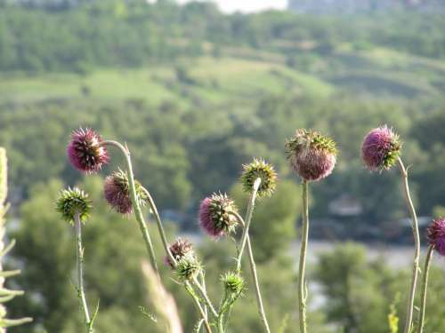 Budyak Thistle Pink Barb Bloom Purple Landscape